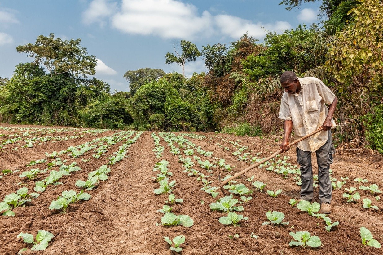 The Effects of Conflict on Food System